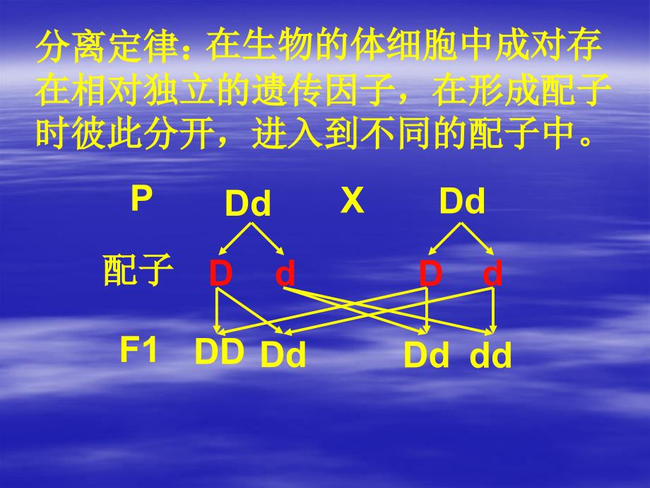 人教版教学课件生物必修二第2章第1节减数分裂_第1页