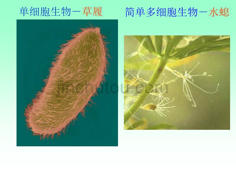 2015人体的内环境与稳态一轮复习_第3页