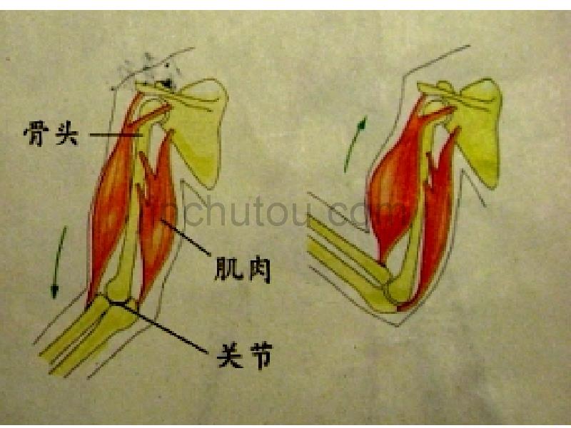 《骨骼、关节和肌肉》课件(教科版小学科学四年级上册课件)_第5页