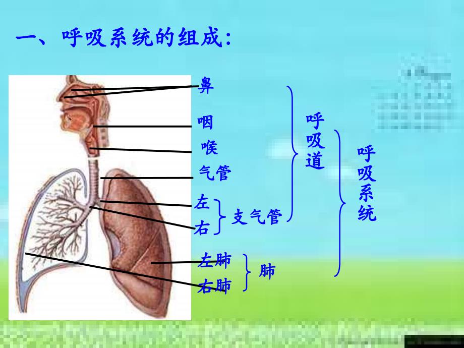 人教版七年级生物人体的呼吸复习_第3页