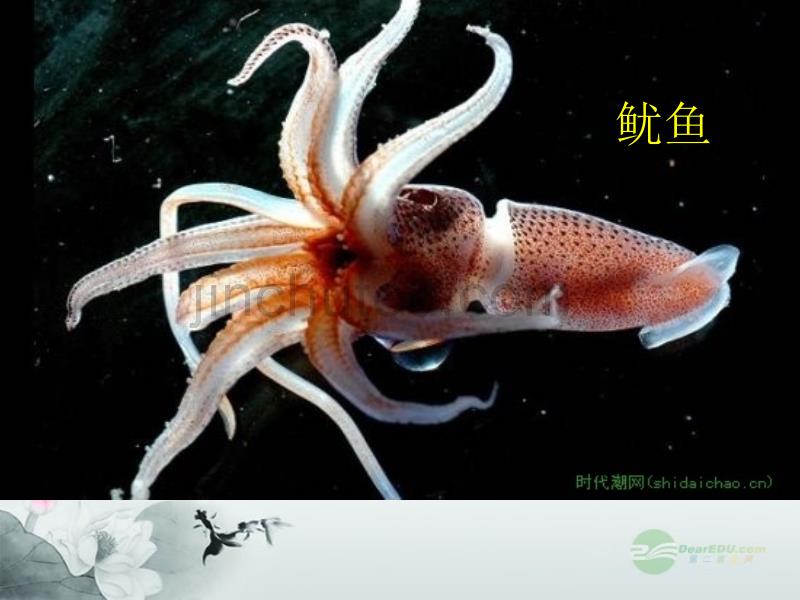 湖北省宜昌市点军区第一中学八年级生物上册 第三节 软体动物和节肢动物课件 新人教版_第5页