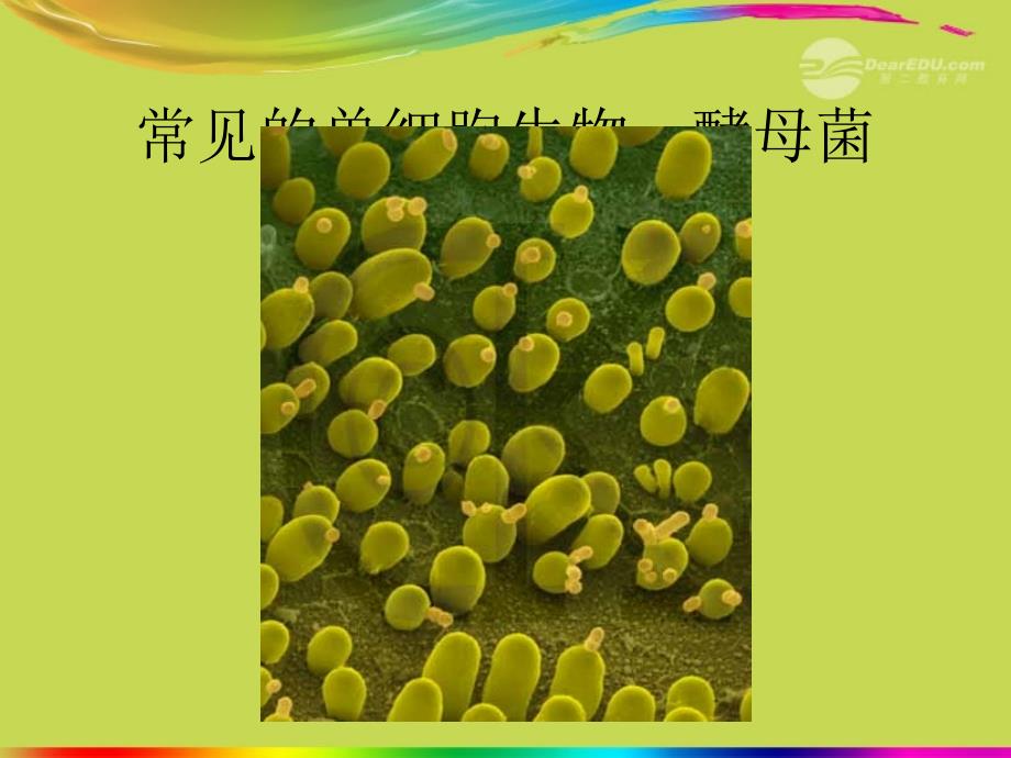 广西柳州市第十四中学七年级生物上册《单细胞生物》课件 新人教版_第4页