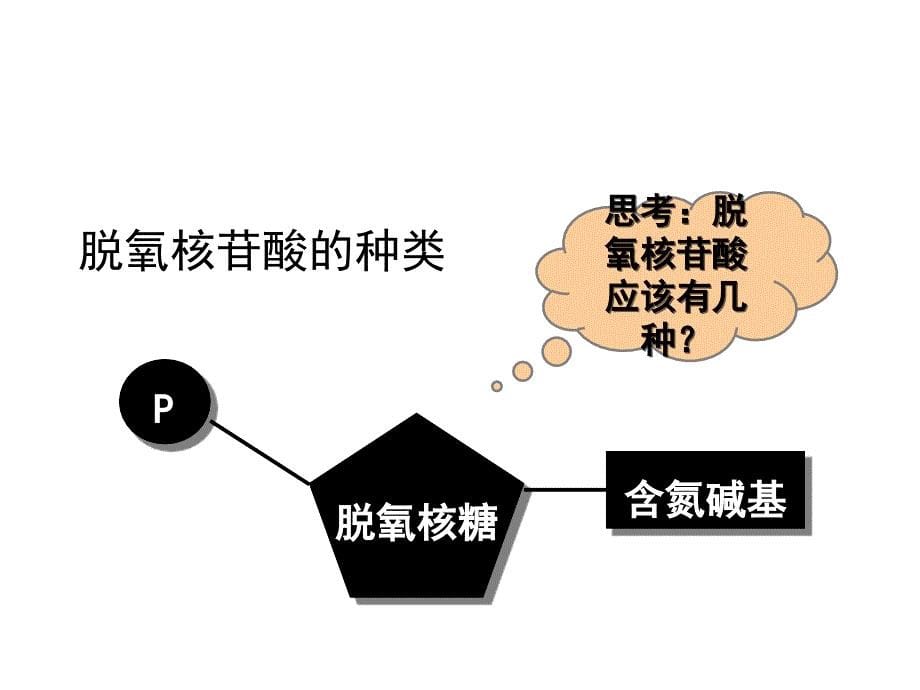 人教版教学课件必修2 DNA分子的结构课件_第5页