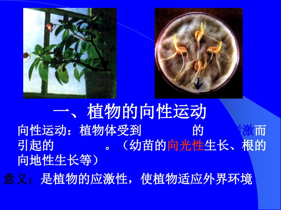 人教版教学课件植物的激素调节课件5_第3页