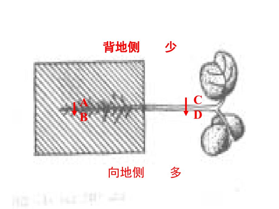 人教版教学课件植物的激素调节课件5_第4页