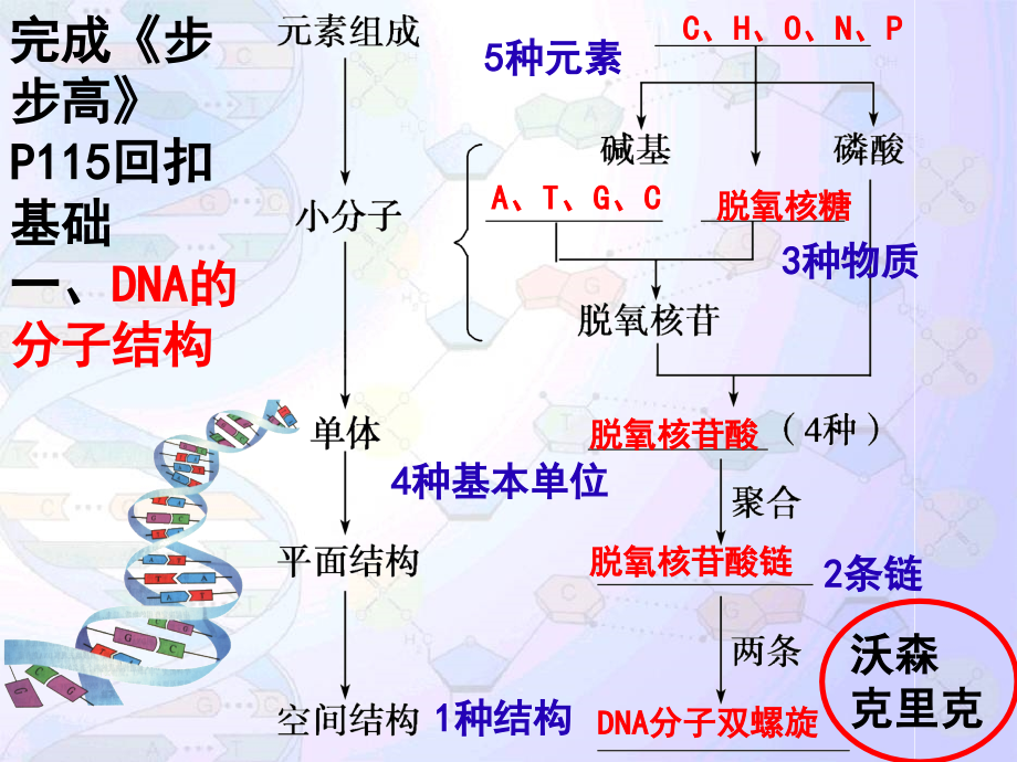 DNA分子的结构与复制汇报课课件_第4页