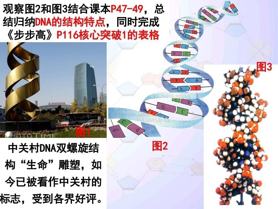 DNA分子的结构与复制汇报课课件_第5页