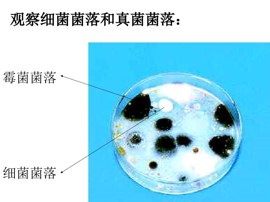 九年级生物第 四 章分布广泛的细菌和真菌课件人教版_第3页