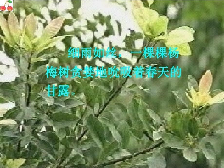 小学语文三年级下册选学课文_第5页