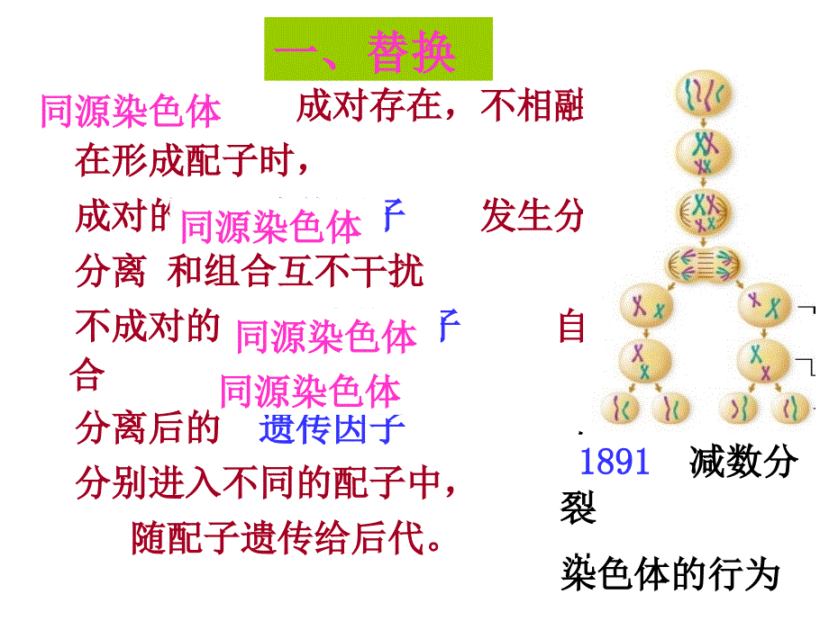 人教版教学课件第二章第二节基因在染色体上_第2页