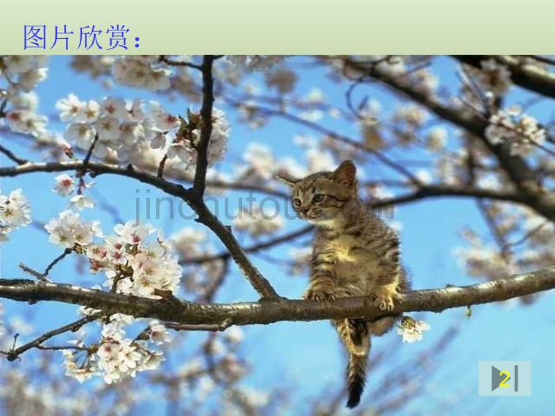 语文626《猫》课件(1)(新人教版七年级下册)_图文_第4页