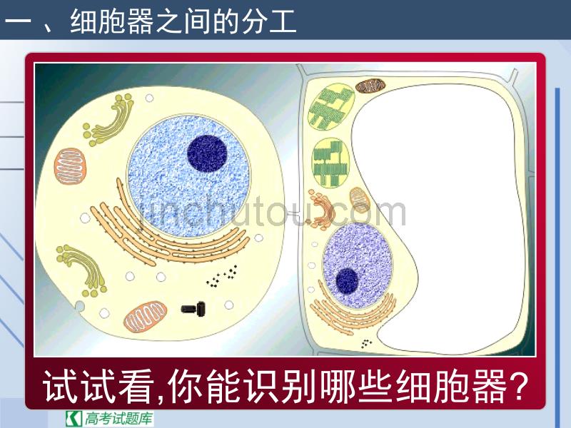 生物精华课件：细胞器——系统内的分工合作_第4页