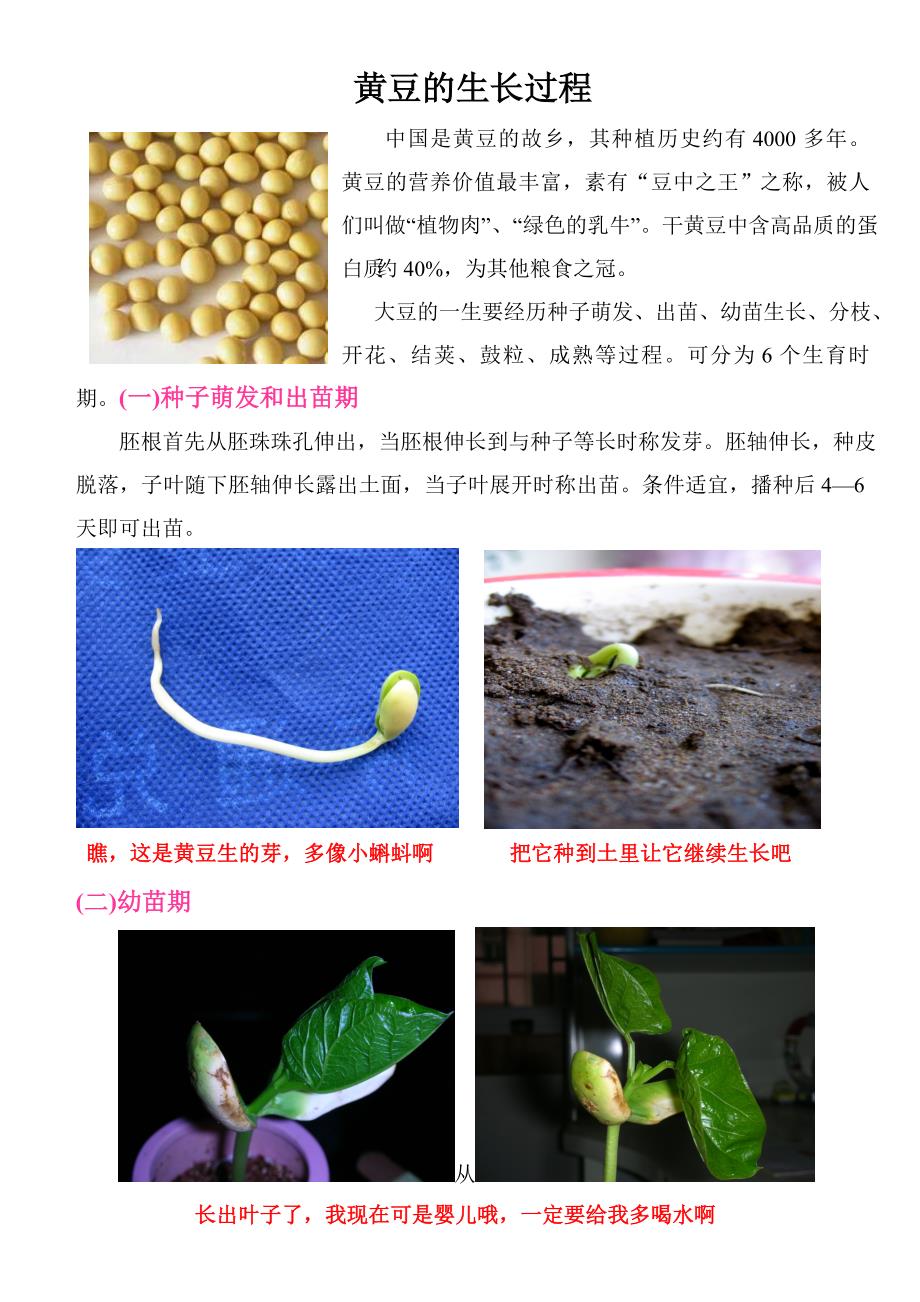 黄豆的生长过程图解_第1页