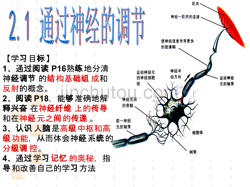 极品新授课件2.1通过神经系统的调节-新人教_第1页