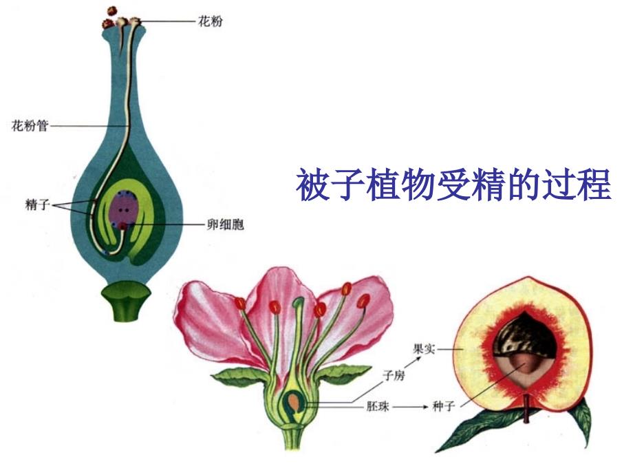 生物：1.2《人的生殖》课件3(人教版七年级下)_第2页