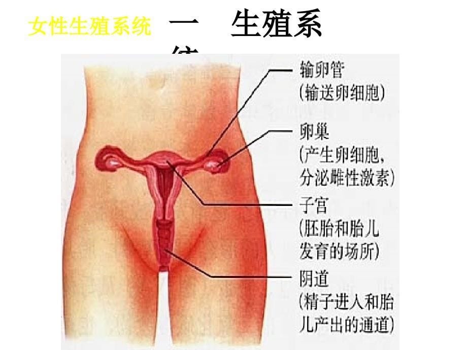 生物：1.2《人的生殖》课件3(人教版七年级下)_第5页