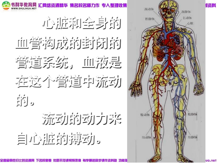 [血流的管道血管]课件_第2页