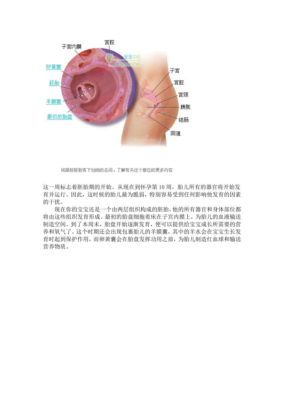 超详尽的胎儿发育过程全41周每周图解附双胞胎发育_第3页