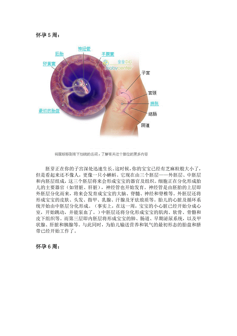 超详尽的胎儿发育过程全41周每周图解附双胞胎发育_第4页