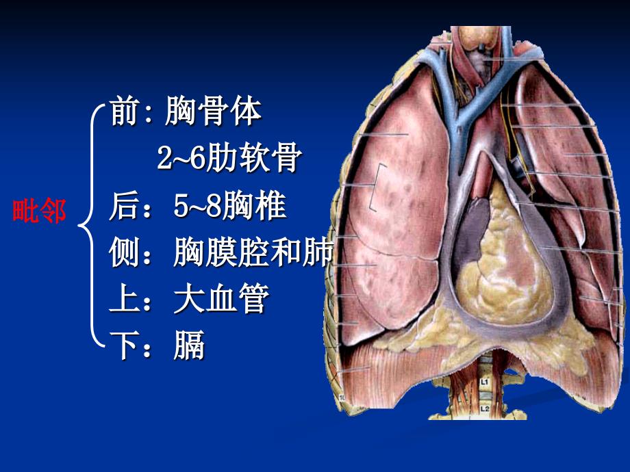 人体解剖生理学第四章心_第4页