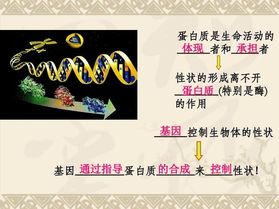 基因指导蛋白质的合成eab_第1页