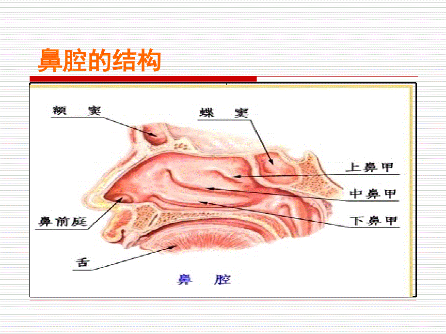 中药保健第十二讲_第3页