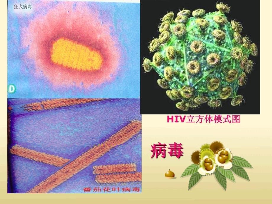 八年级生物下册 第一节传染病及其预防课件 人教新课标版_第5页