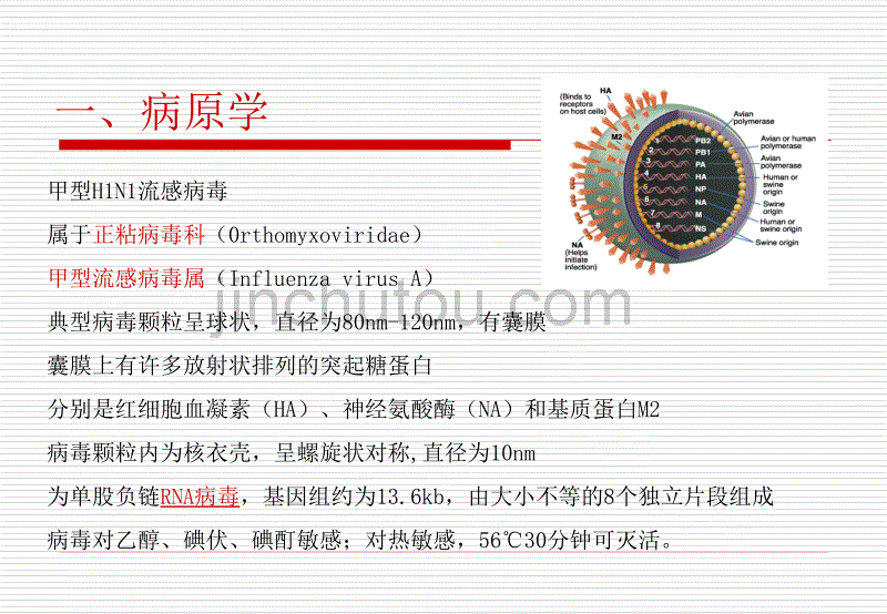 yuwanlin甲流感最新教材_第3页