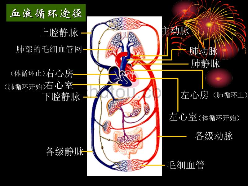 《第二章第三节物质运输的路线》课件_第5页