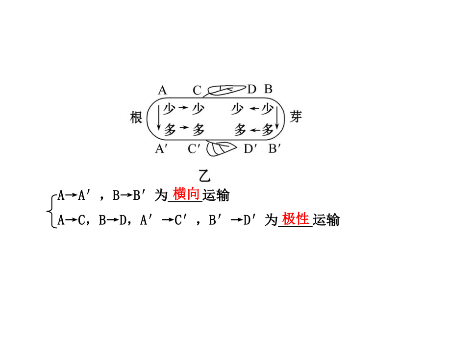 【备战2014】13版生物专题辅导与训练配套课件(江苏专用)5.1植物的激素调节_第4页