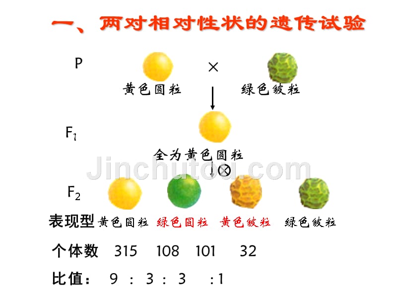 上海高中生物高考会考基因的自由组合规律_第2页