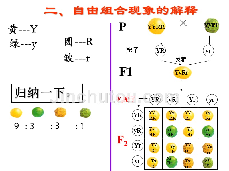 上海高中生物高考会考基因的自由组合规律_第3页