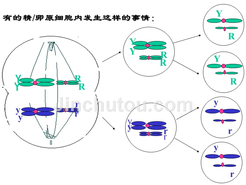 上海高中生物高考会考基因的自由组合规律_第5页