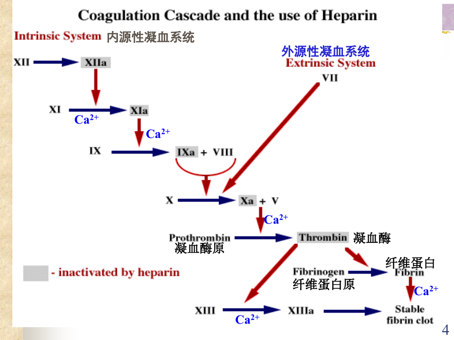 作用于血液及造血系统药_第4页