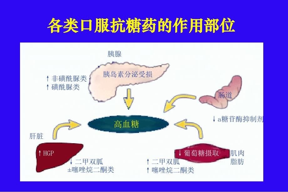 口服降糖药物的应用医大实习教学版_第5页