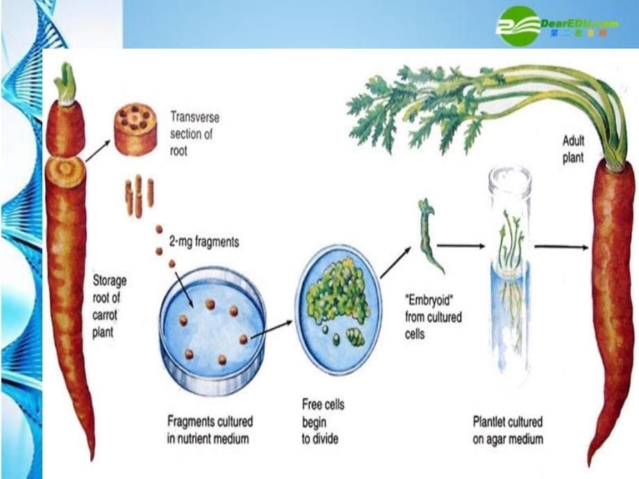 八年级生物下册_第七单元第二章第二节克隆技术课件_济南版_第5页