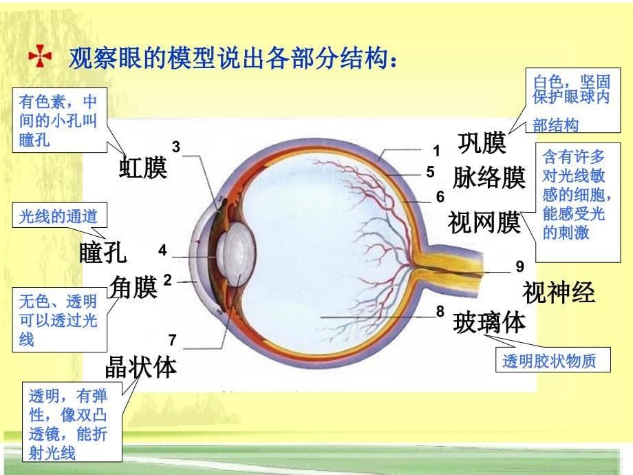 人体对外界环境的感知_第5页