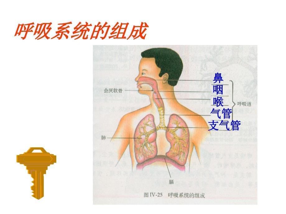 呼吸道对空气的处理课件_人教新课标版_第5页