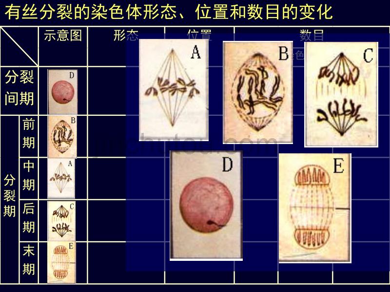 新人教版高中生物必修1细胞的增殖2ppt_第4页