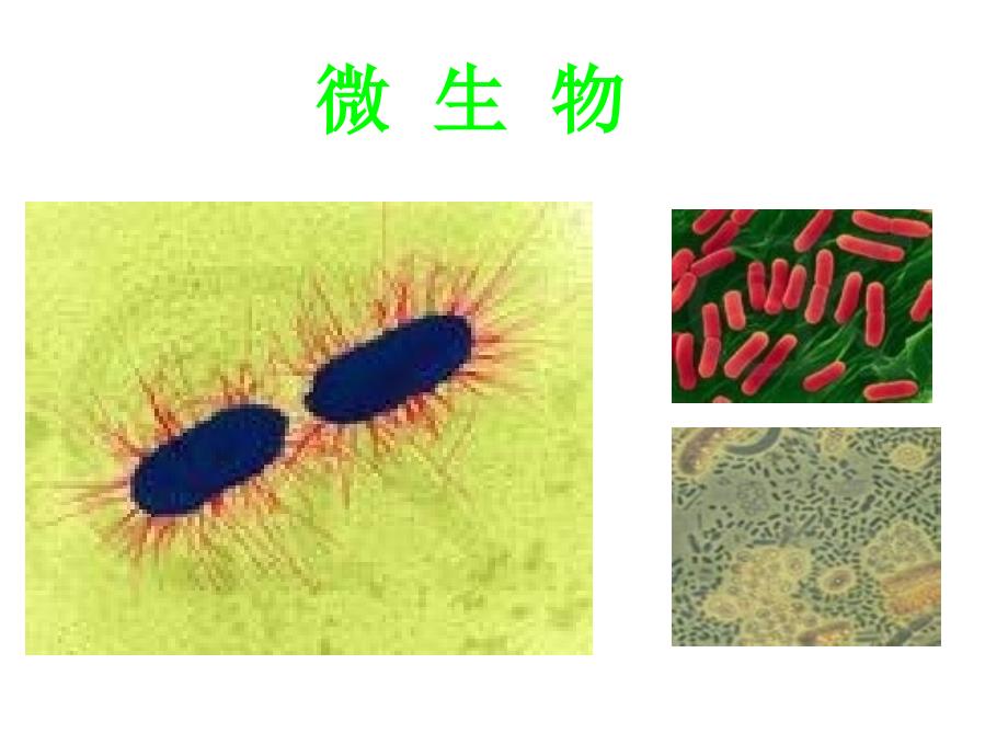 《多彩的生命世界》课件_第4页