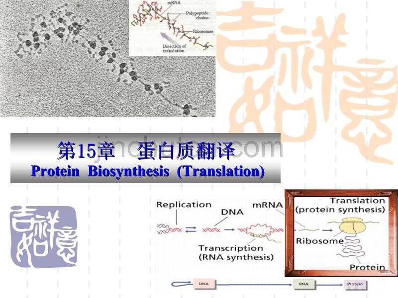 南京农大动物生物化学课件15_第1页