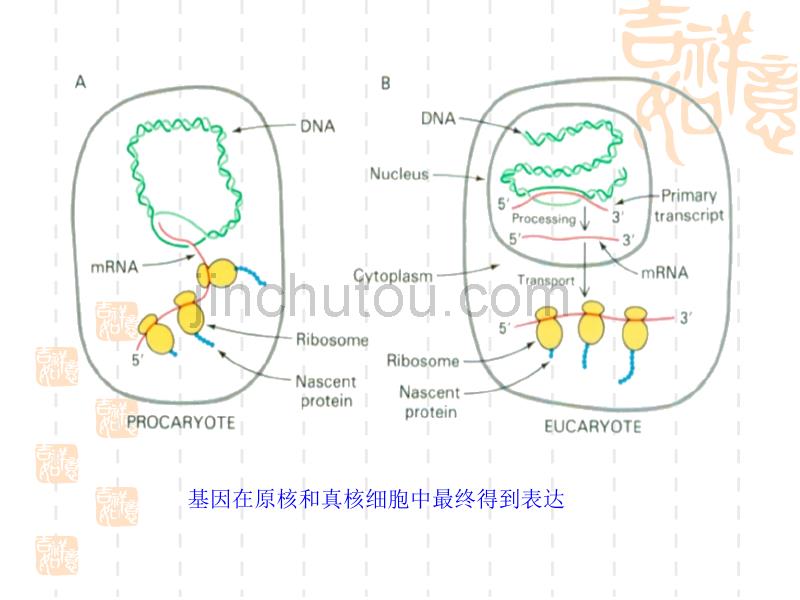 南京农大动物生物化学课件15_第3页