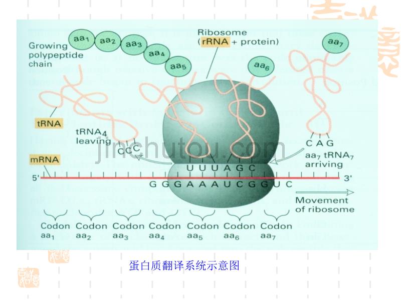 南京农大动物生物化学课件15_第5页