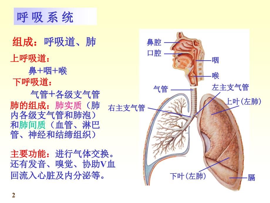 系统解剖学呼吸系统PPTppt_第2页