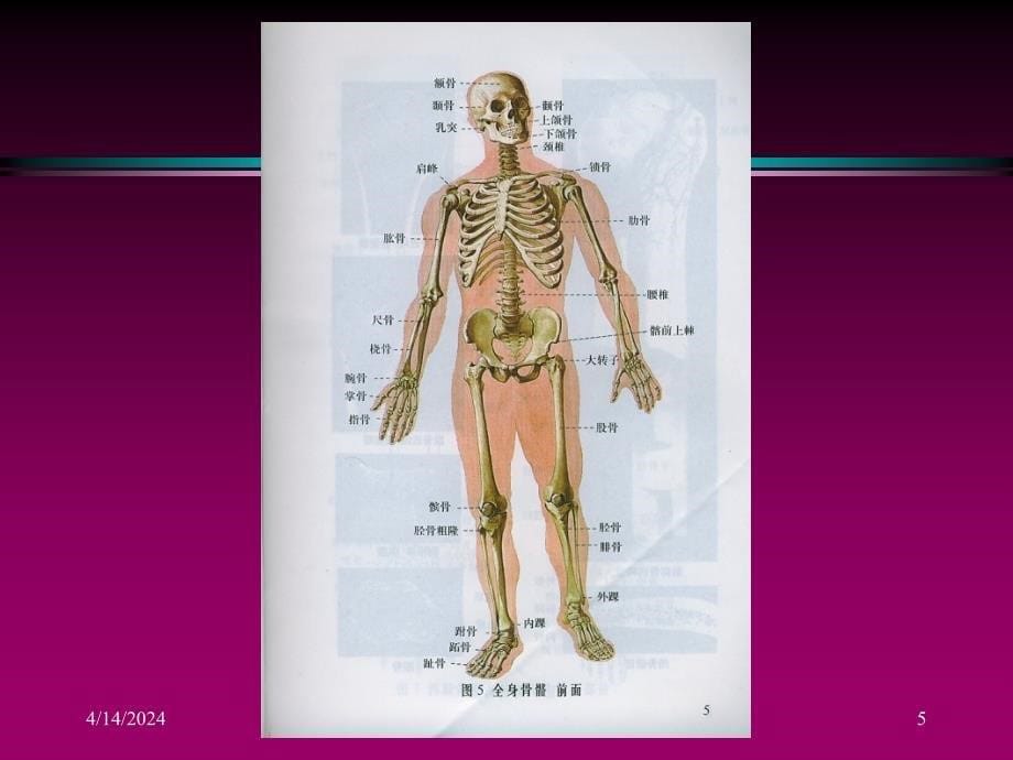 健康教育第一章及常见症状_第5页