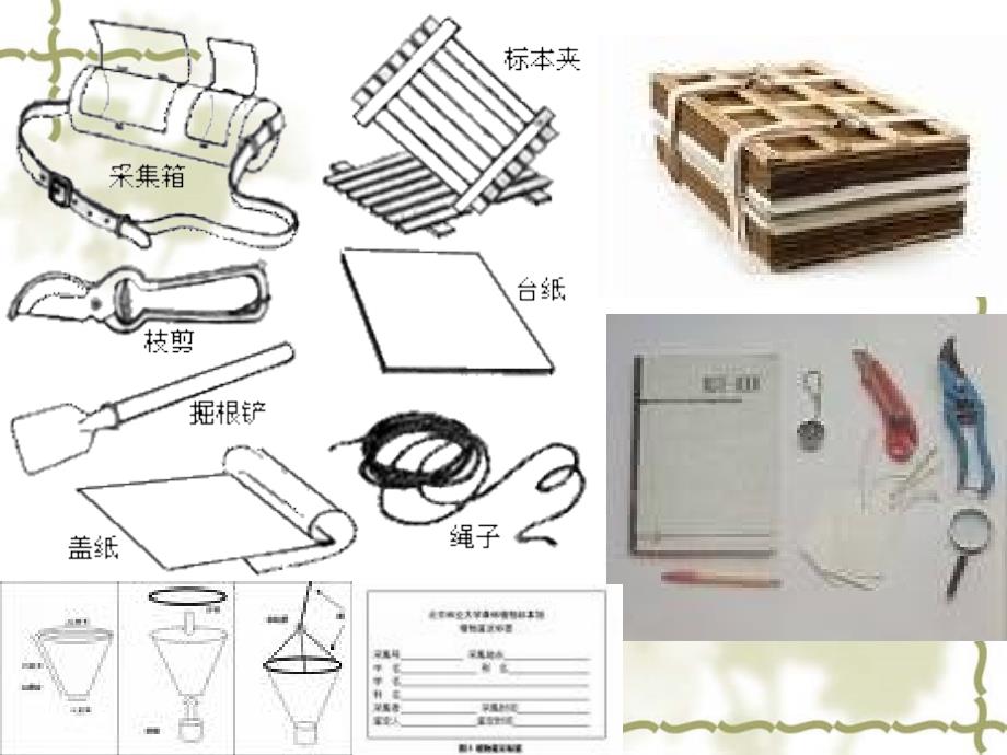 植物标本采集与腊叶标本制作_第3页