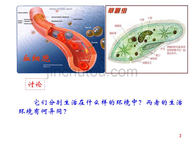 必修3第一章第一节细胞生活的环境课件 新课标 人教版ws_第2页