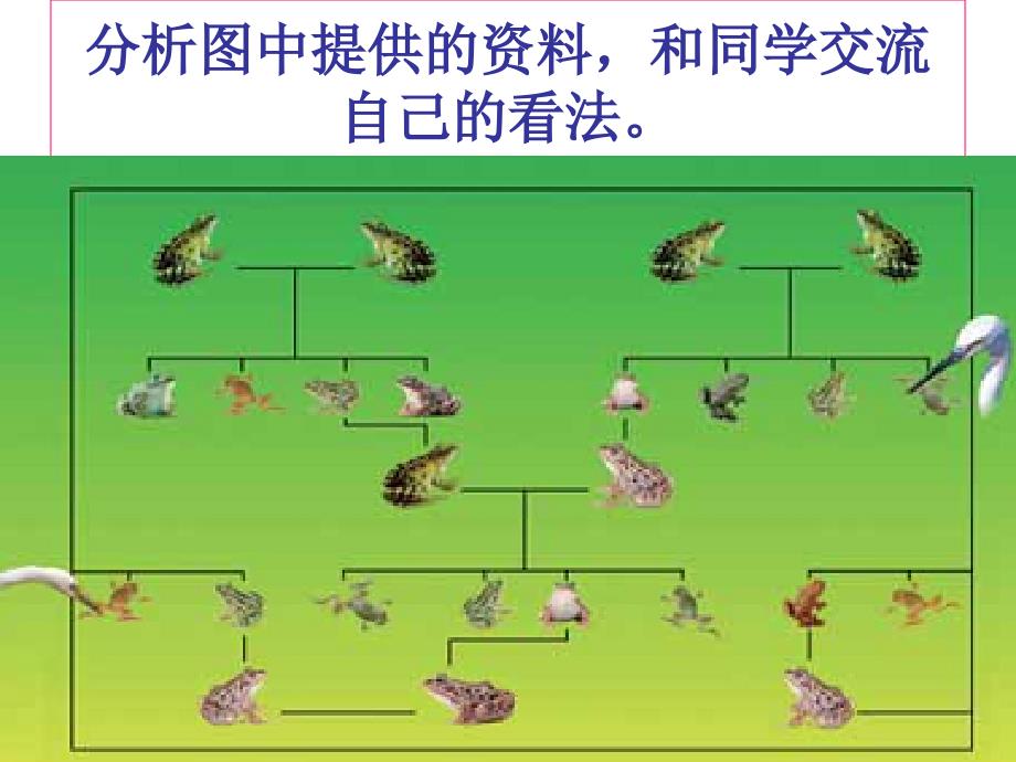 教科版科学六年级上册《谁选择了它们》PPT_第3页