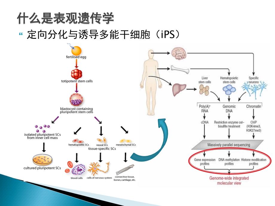 医学分子遗传学第四章表观遗传学与疾病_第4页