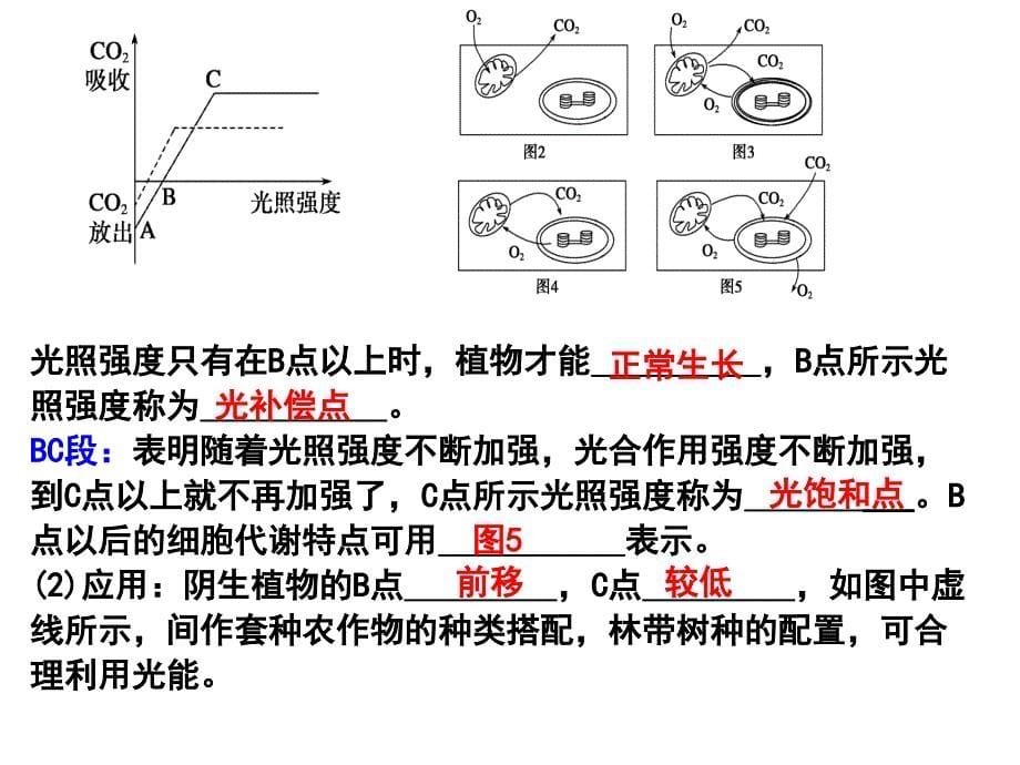 光合作用曲线专题_第5页